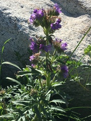 Phacelia franklinii