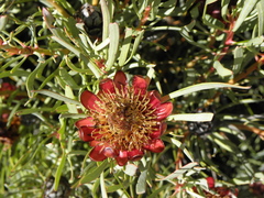 Protea acuminata