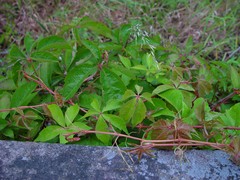 Parthenocissus
