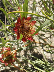 Protea acuminata
