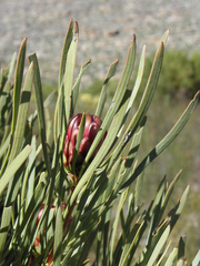 Protea acuminata
