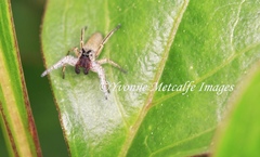 Tutelina similis