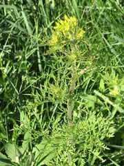 Descurainia richardsonii