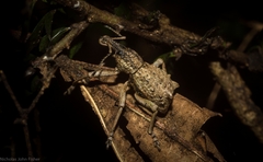 Leptopius orthodoxus