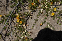 Aspalathus brevicarpa