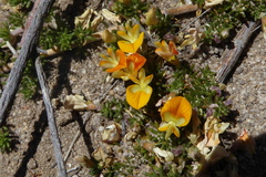 Aspalathus brevicarpa