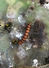 Cactoblastis cactorum