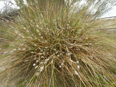Lomandra leucocephala