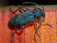 Trichoferus holosericeus