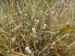 Lomandra leucocephala
