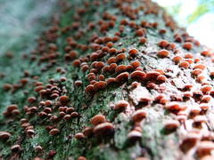 Chaetocalathus cocciformis