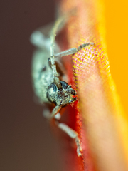 Trichoferus holosericeus