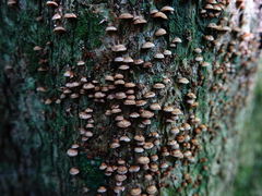 Chaetocalathus cocciformis