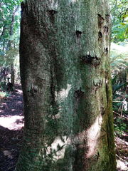 Chaetocalathus cocciformis