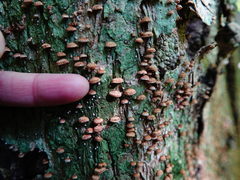 Chaetocalathus cocciformis