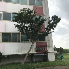 Lagerstroemia indica
