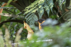 Cossypha dichroa dichroa