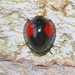 Twice-struck Lady Beetle - Photo (c) James Bailey, some rights reserved (CC BY-NC), uploaded by James Bailey