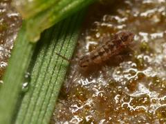 Isotomurus pseudopalustris