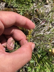 Chamorchis alpina