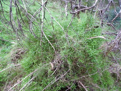 Stellaria angustifolia