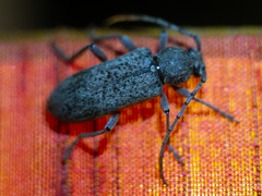 Trichoferus holosericeus