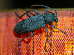 Trichoferus holosericeus