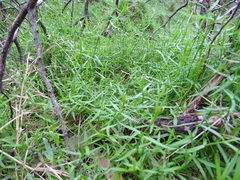 Stellaria angustifolia