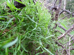 Stellaria angustifolia