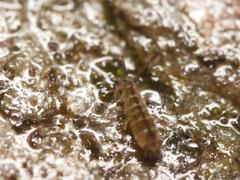 Isotomurus pseudopalustris