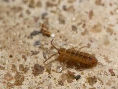 Isotomurus pseudopalustris