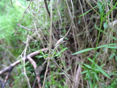 Stellaria angustifolia