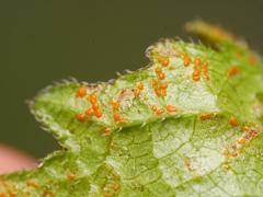 Coleosporium campanulae