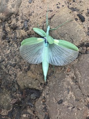 Tropidoderus childrenii