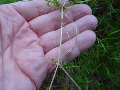 Stellaria angustifolia