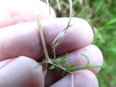 Stellaria angustifolia