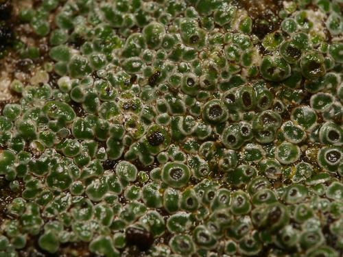 Chiseled Sunken Disk Lichen