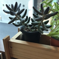 Pachyphytum