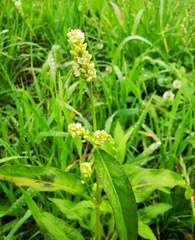 Persicaria tomentosa