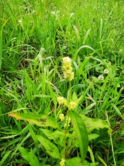 Persicaria tomentosa
