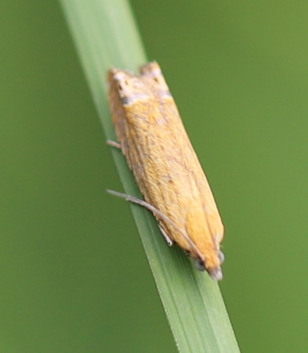 Oranžinė Latronimfa nuotrauka