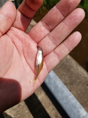 Lythrurus umbratilis