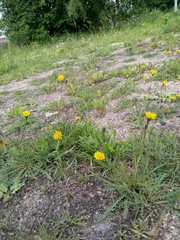 Scorzoneroides autumnalis