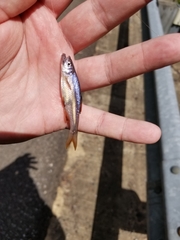 Lythrurus umbratilis