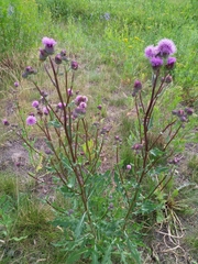 Cirsium arvense