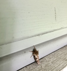 Korscheltellus fusconebulosa