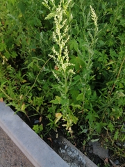 Chenopodium album