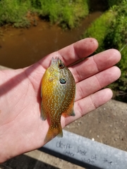 Lepomis marginatus