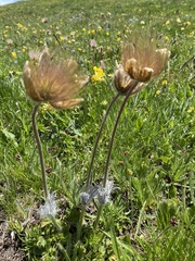 Pulsatilla vernalis