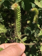 Phacelia malvifolia